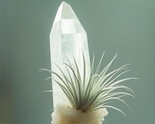 Air plant mounted on selenite